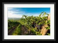 Grenache Grapes From A Vineyard Fine Art Print