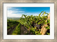 Grenache Grapes From A Vineyard Fine Art Print