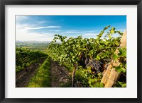 Grenache Grapes From A Vineyard Fine Art Print