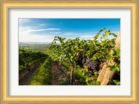 Grenache Grapes From A Vineyard Fine Art Print