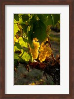 Harvest Time In A Vineyard Fine Art Print