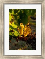 Harvest Time In A Vineyard Fine Art Print