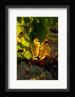 Harvest Time In A Vineyard Fine Art Print