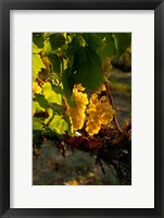 Harvest Time In A Vineyard Fine Art Print