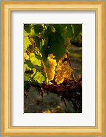 Harvest Time In A Vineyard Fine Art Print