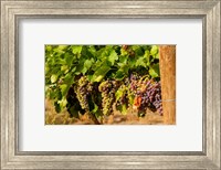 Wine Grapes In Veraison In A Vineyard Fine Art Print