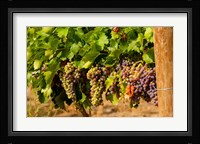 Wine Grapes In Veraison In A Vineyard Fine Art Print