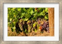 Wine Grapes In Veraison In A Vineyard Fine Art Print