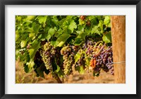 Wine Grapes In Veraison In A Vineyard Fine Art Print