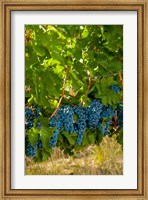 Cabernet Sauvignon Grapes Near Harvest Fine Art Print