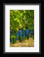 Cabernet Sauvignon Grapes Near Harvest Fine Art Print