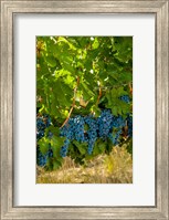 Cabernet Sauvignon Grapes Near Harvest Fine Art Print