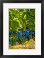 Cabernet Sauvignon Grapes Near Harvest Fine Art Print