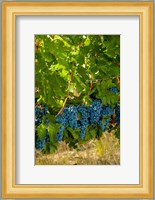 Cabernet Sauvignon Grapes Near Harvest Fine Art Print