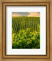Vineyard At Mabton, Washington State Fine Art Print