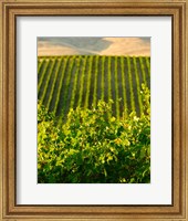Vineyard At Mabton, Washington State Fine Art Print