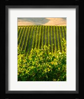 Vineyard At Mabton, Washington State Fine Art Print