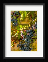 Cabernet Franc Block In Harvest Fine Art Print
