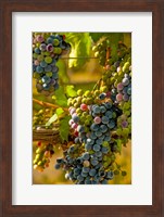 Cabernet Franc Block In Harvest Fine Art Print