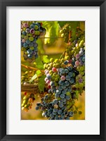 Cabernet Franc Block In Harvest Fine Art Print