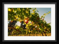 Sunburt On Petit Verdata Fine Art Print