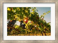 Sunburt On Petit Verdata Fine Art Print