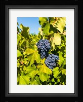 Syrah Grapes In Sunlight Fine Art Print