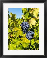 Syrah Grapes In Sunlight Fine Art Print