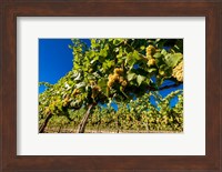 Riesling Grapes In A Columbia River Valley Vineyard Fine Art Print
