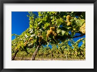 Riesling Grapes In A Columbia River Valley Vineyard Fine Art Print