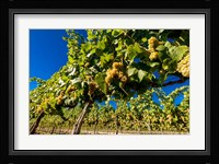 Riesling Grapes In A Columbia River Valley Vineyard Fine Art Print