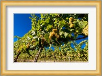 Riesling Grapes In A Columbia River Valley Vineyard Fine Art Print