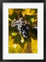 Grenache Grapes In A Columbia River Valley Vineyard Fine Art Print