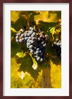 Grenache Grapes In A Columbia River Valley Vineyard Fine Art Print