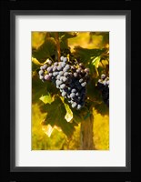 Grenache Grapes In A Columbia River Valley Vineyard Fine Art Print