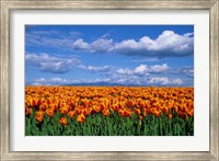 Orange Tulips In Skagit Valley, Washington State Fine Art Print