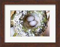Rufous Hummingbird Nest With Eggs Fine Art Print