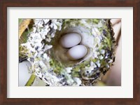 Rufous Hummingbird Nest With Eggs Fine Art Print