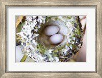 Rufous Hummingbird Nest With Eggs Fine Art Print