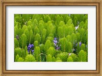 Horsetail, Wild Hyacinth, And Grays Harbor Fine Art Print