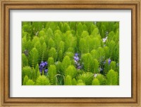 Horsetail, Wild Hyacinth, And Grays Harbor Fine Art Print