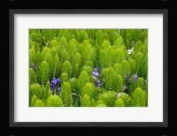 Horsetail, Wild Hyacinth, And Grays Harbor Fine Art Print