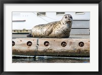 Harbor Seal  Out On A Dock Fine Art Print