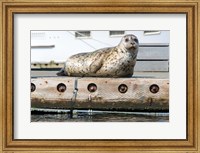Harbor Seal  Out On A Dock Fine Art Print