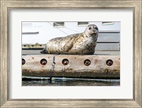 Harbor Seal  Out On A Dock Fine Art Print