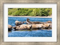 Harbor Seal Gathering At Liberty Bay Fine Art Print