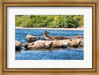 Harbor Seal Gathering At Liberty Bay Fine Art Print