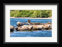 Harbor Seal Gathering At Liberty Bay Fine Art Print