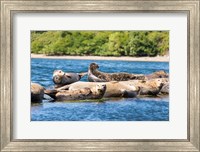 Harbor Seal Gathering At Liberty Bay Fine Art Print