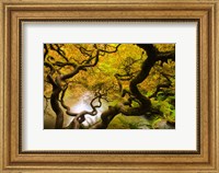 Spring Japanese Maple Hanging Over A Pond Fine Art Print